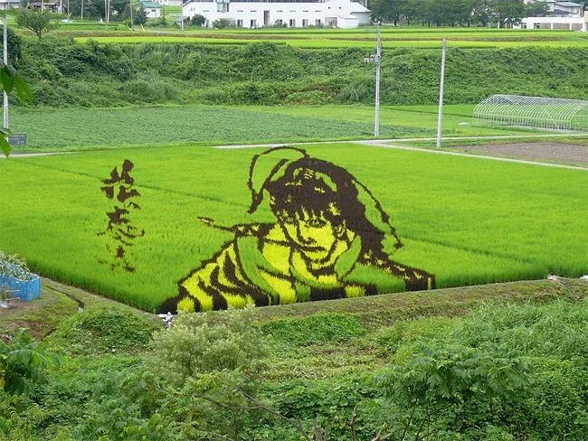 Kota Jepang Mentransformasi Sawah Padi Menjadi Karya Seni Yang Luar Biasa