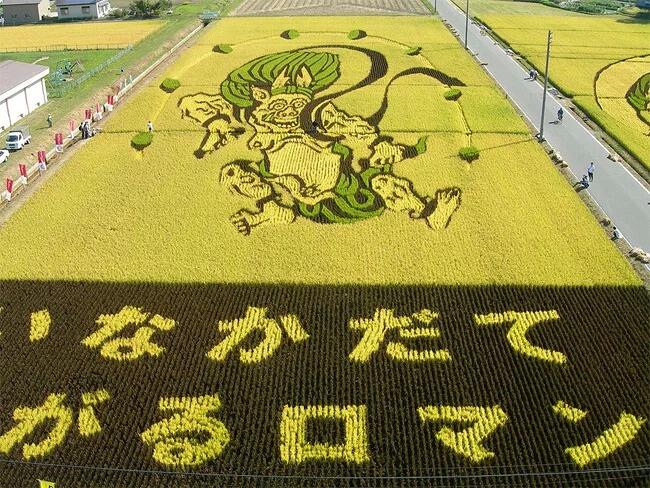 Kota Jepang Mentransformasi Sawah Padi Menjadi Karya Seni Yang Luar Biasa
