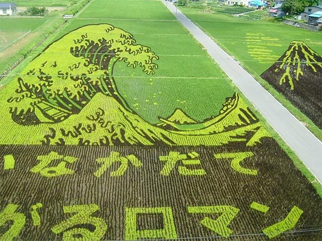 Kota Jepang Mentransformasi Sawah Padi Menjadi Karya Seni Yang Luar Biasa