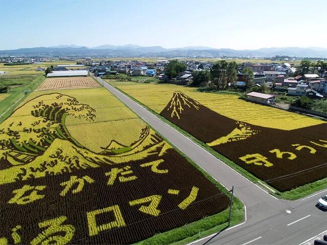 Kota Jepang Mentransformasi Sawah Padi Menjadi Karya Seni Yang Luar Biasa