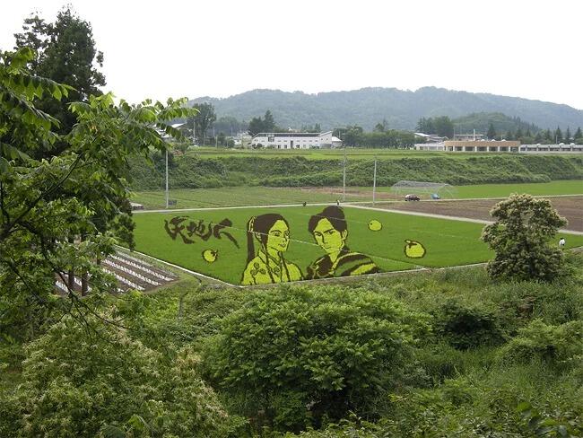 Kota Jepang Mentransformasi Sawah Padi Menjadi Karya Seni Yang Luar Biasa