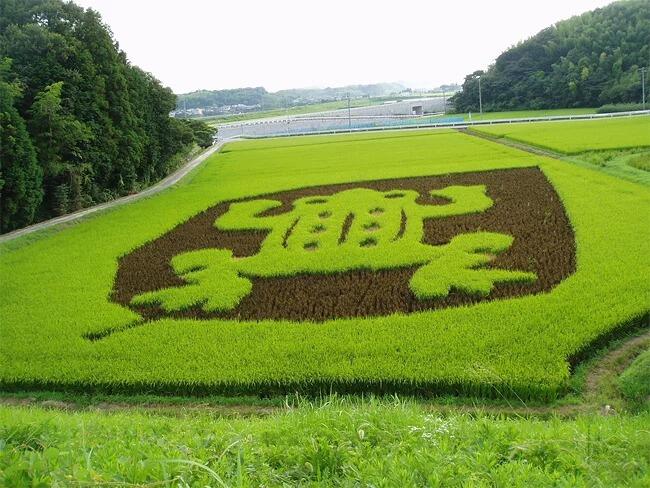 Kota Jepang Mentransformasi Sawah Padi Menjadi Karya Seni Yang Luar Biasa