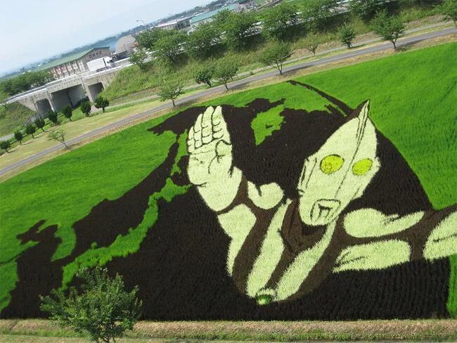 Kota Jepang Mentransformasi Sawah Padi Menjadi Karya Seni Yang Luar Biasa