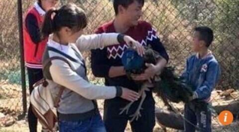 Brutal, Turis Tiongkok Cabuti Bulu Burung Merak di Kebun Binatang