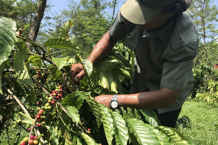 NESCAFÉ Classic Cantumkan Logo Siger pada Kemasan Kopi Lampung