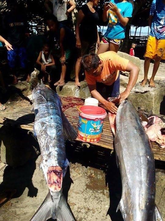 Ada Ikan Bertato di Filipina?