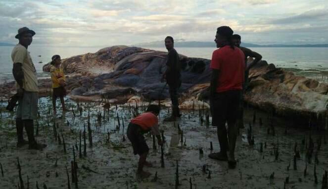 Bangkai Hewan Raksasa Bergading Terdampar di Pantai Seram