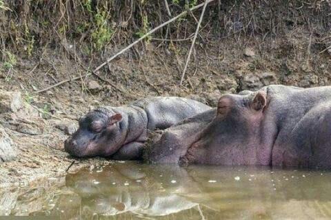 Anak Hipo Dicabik Buaya Hingga Tewas, Induk Hipo Mengamuk dan Membunuh Buaya