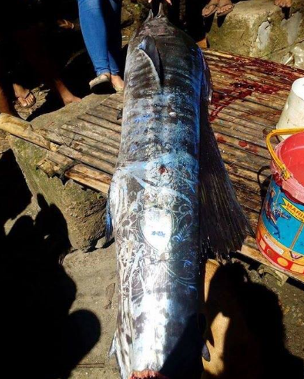 Kocak Gan! Nelayan di Filipina Temukan Ikan Bertato