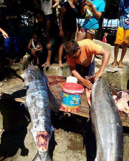 Kocak Gan! Nelayan di Filipina Temukan Ikan Bertato