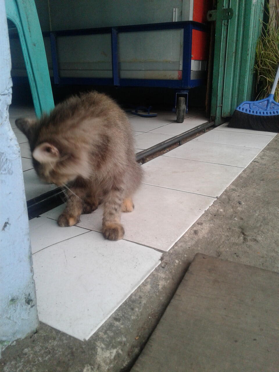  semi  hibah kucing  persia  KASKUS