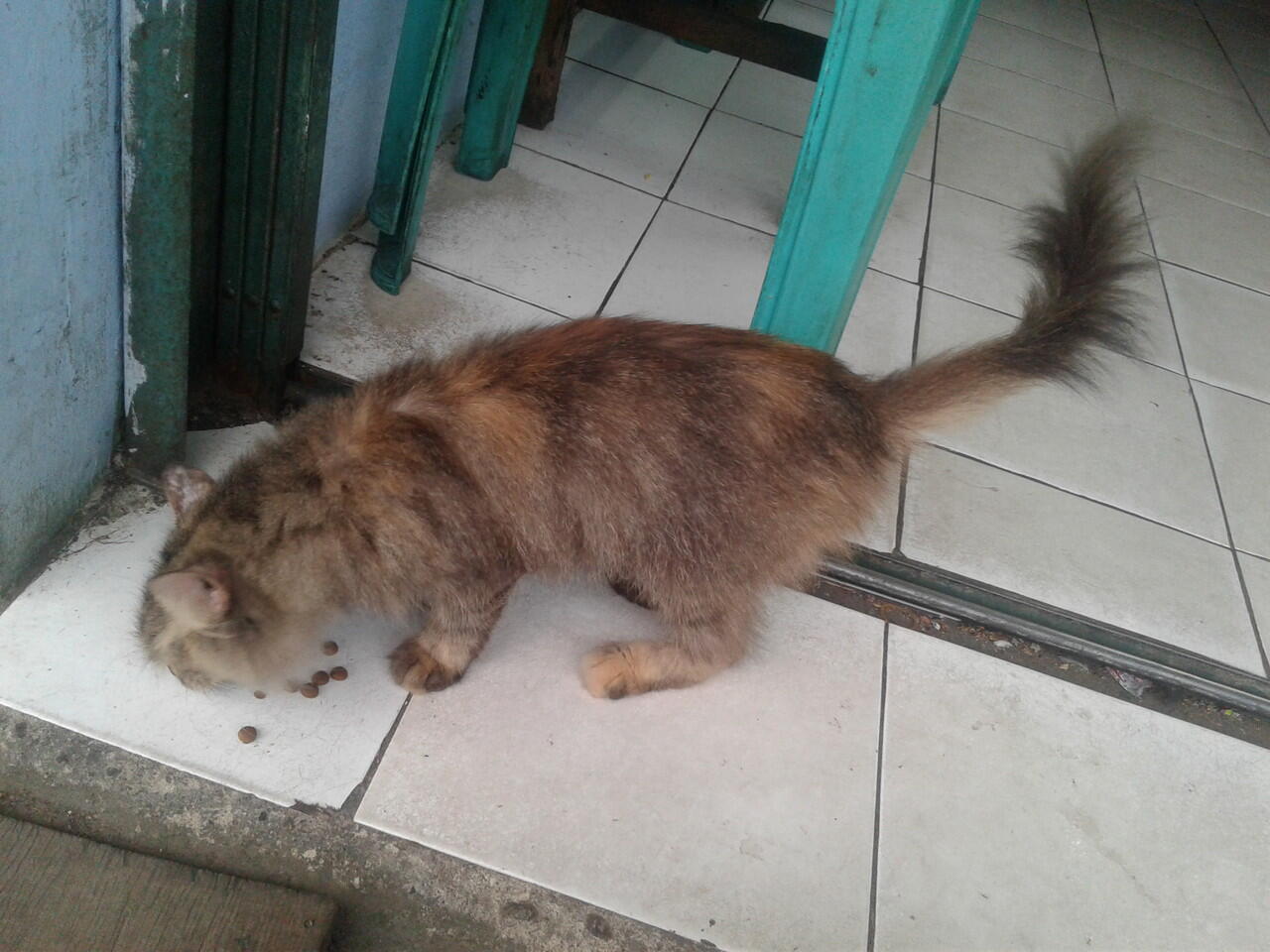  semi  hibah kucing  persia  KASKUS