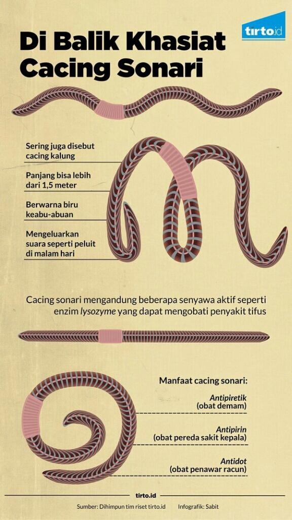 Cacing Sonari Si Cacing Raksasa Dengan Kaya Manfaat