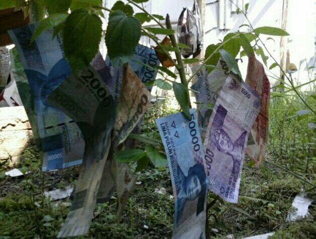 VIRAL!!! Depan Rumah Ane Ada Pohon Berbuah Uang