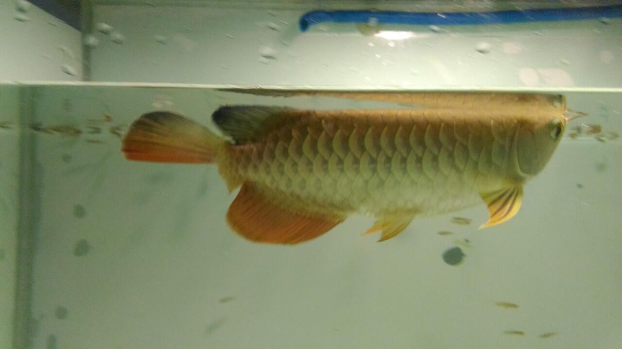 Obat White Spot Ikan Air Laut