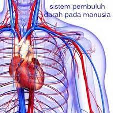 Manfaat Dan Khasiat Daun Kemangi Sebagai Obat