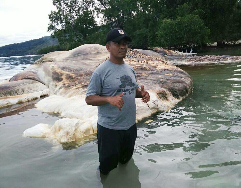 Cumi-cumi Raksasa Seberat 35 Ton Terdampar di Pantai Hulung Maluku