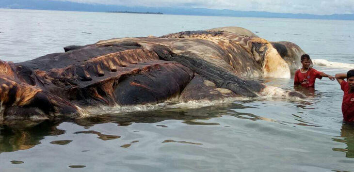 Cumi-cumi Raksasa Seberat 35 Ton Terdampar di Pantai Hulung Maluku