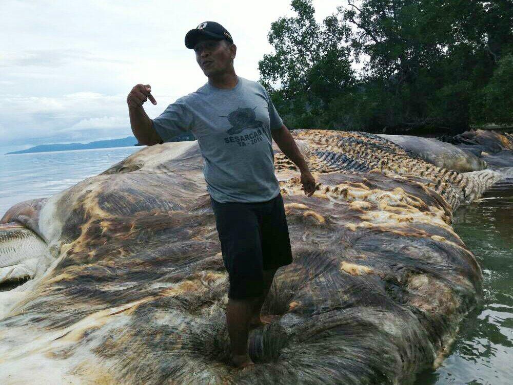 Cumi-cumi Raksasa Seberat 35 Ton Terdampar di Pantai Hulung Maluku