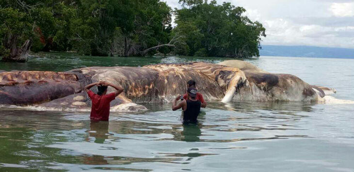 Cumi-cumi Raksasa Seberat 35 Ton Terdampar di Pantai Hulung Maluku