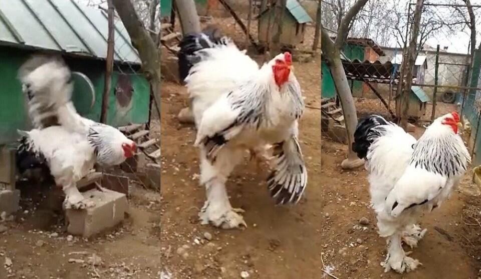 Ayam Raksasa Ini Bikin Merinding Ngeliatnya Gan!