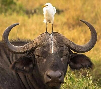 Berbagai Kejadian Kocak yang Terjadi Pada Hewan (Animal Epic Fails)