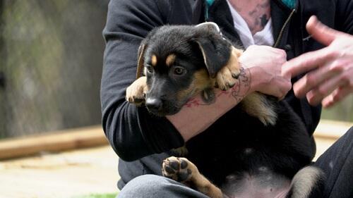 Seorang Pria Habiskan 1 Miliar Lebih Untuk Cloning Anjingnya Yang Meninggal