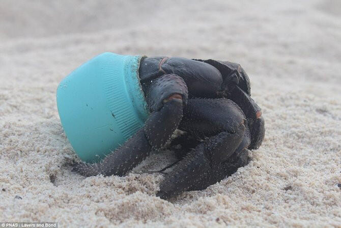 Pulau Terpencil Ini Jadi Tempat Paling Tercemar Sampah di Dunia