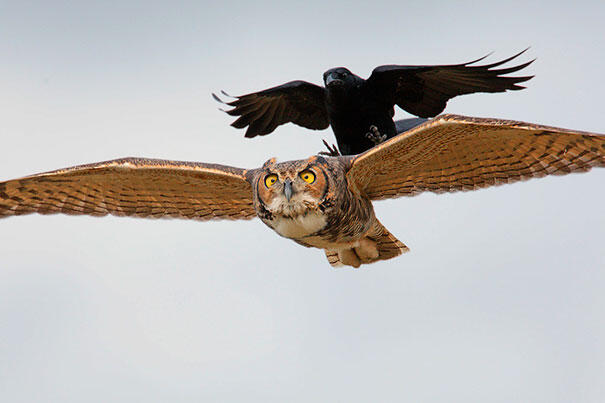 10 Foto buktikan gagak adalah burung paling usil dan nakal