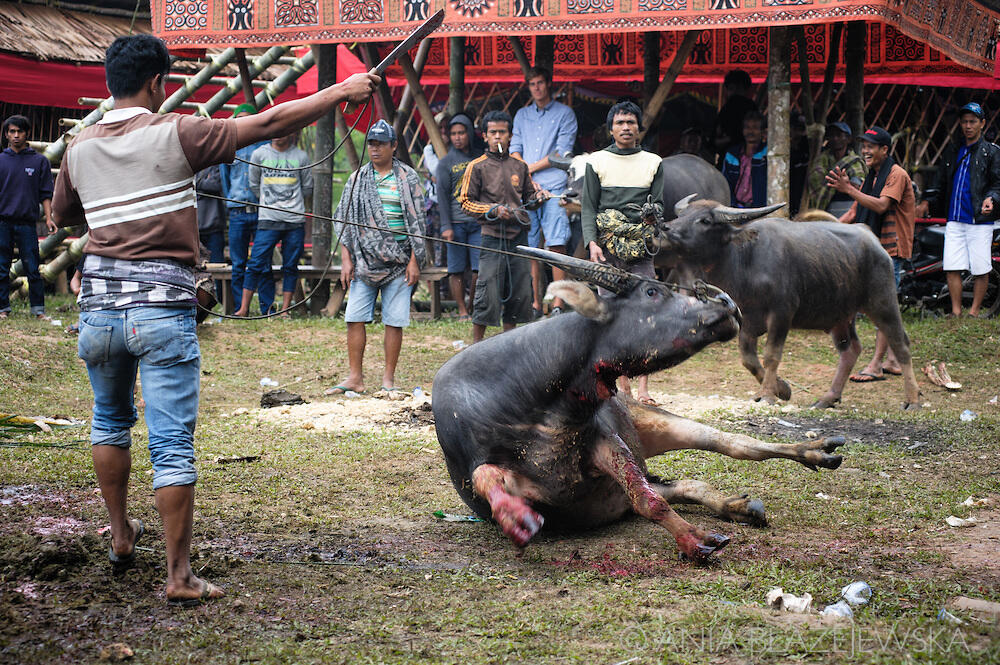 Fakta Unik tentang Kebudayaan Tana Toraja