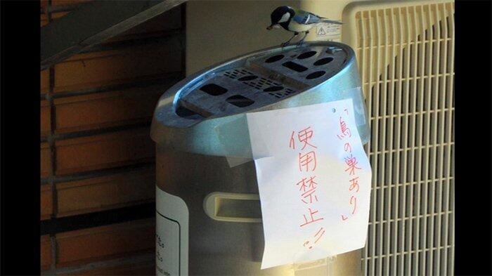 Burung Parus Minor Bersarang dalam Asbak Rokok di Jepang, Ada 8 Telur di Dalamnya
