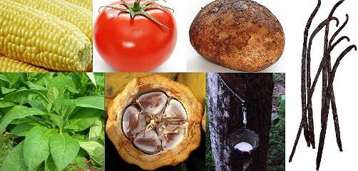Columbian Exchange : Pertukaran Makanan, Hewan, Penyakit, antar Dua Dunia