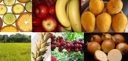 Columbian Exchange : Pertukaran Makanan, Hewan, Penyakit, antar Dua Dunia