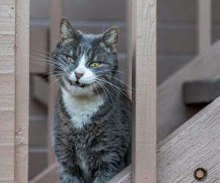 10 Foto Kucing Diambil Pada Waktu Yang Tepat, Gemes Banget Gan!