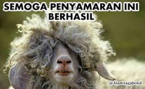 Kandang Kambing Yang Baik dan Sehat, Kunci Keberhasilan Ternak Kambing 