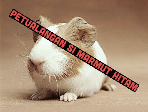 Petualangan Si Marmut Hitam