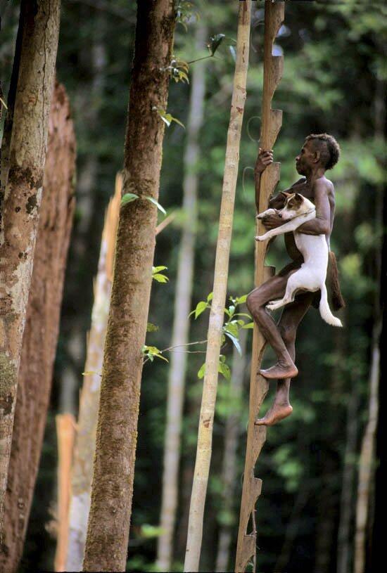 Beginilah Potret Kehidupan Rumah Pohon Suku Korowai di Papua