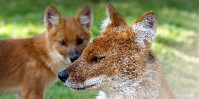 5 Fakta mencengangkan tentang tidak lazimnya perilaku binatang buas