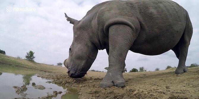 5 Fakta mencengangkan tentang tidak lazimnya perilaku binatang buas