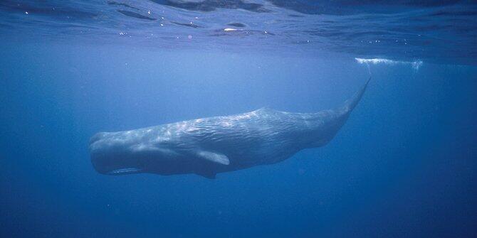 5 Fakta mencengangkan tentang tidak lazimnya perilaku binatang buas