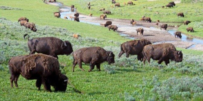 5 Fakta mencengangkan tentang tidak lazimnya perilaku binatang buas