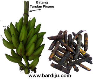 Suka Pisang? Pilih dengan Cara yang Benar!