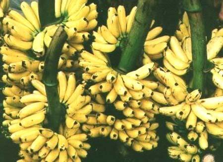 Suka Pisang? Pilih dengan Cara yang Benar!