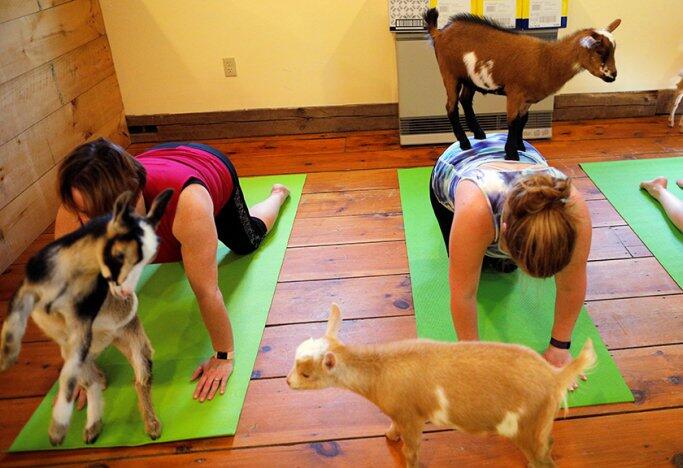 UNIK! Yoga Ditempat Ini Memanfaatkan Kambing Sebagai Penghibur