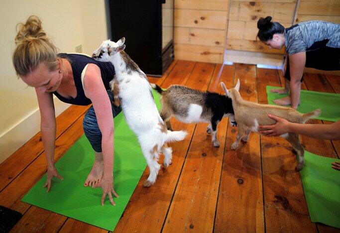 UNIK! Yoga Ditempat Ini Memanfaatkan Kambing Sebagai Penghibur