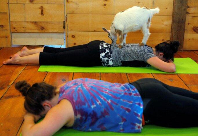 UNIK! Yoga Ditempat Ini Memanfaatkan Kambing Sebagai Penghibur