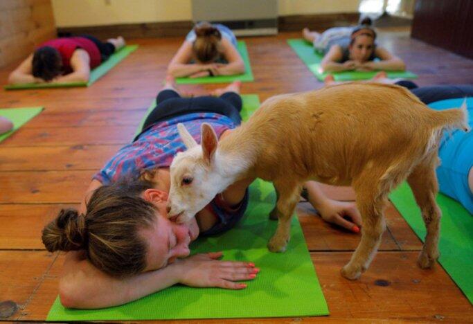 UNIK! Yoga Ditempat Ini Memanfaatkan Kambing Sebagai Penghibur
