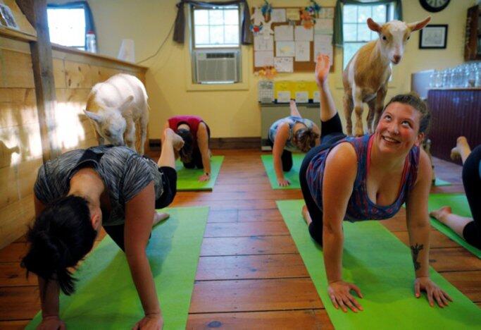UNIK! Yoga Ditempat Ini Memanfaatkan Kambing Sebagai Penghibur