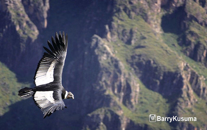 Colca Canyon, salah satu tempat terindah di Peru.