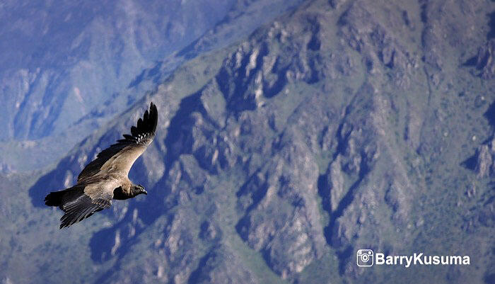 Colca Canyon, salah satu tempat terindah di Peru.